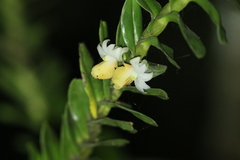 Dendrobium ellipsophyllum