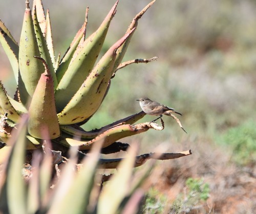 Sickle-winged Chat (Emarginata sinuata), photo 7