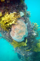 Psammocinia