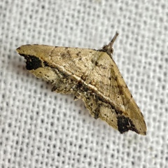 Philogethes metableta