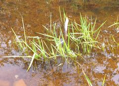 Sparganium glomeratum