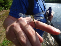 Gomphurus fraternus