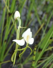 Habenaria linearifolia
