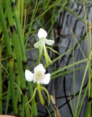 Habenaria linearifolia