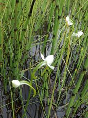 Habenaria linearifolia