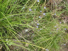 Lobelia flaccida flaccida