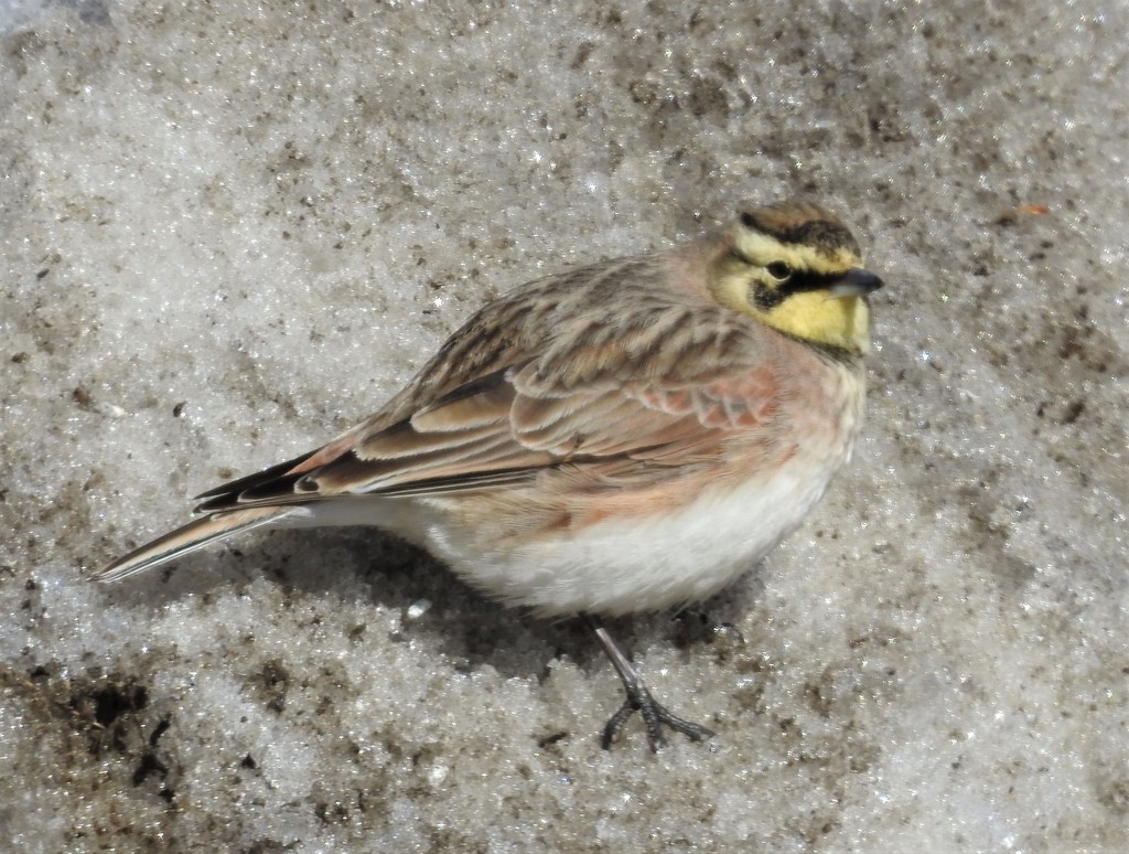 Horned Lark