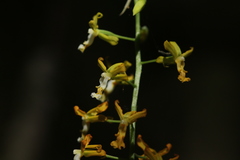 Cephalantheropsis