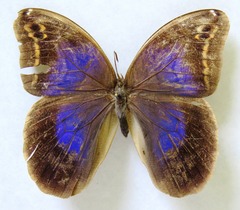 Eryphanis aesacus