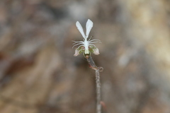 Anoectochilus roxburghii