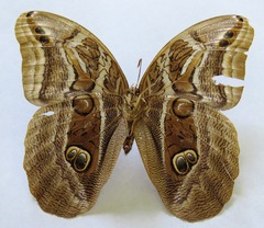 Eryphanis aesacus