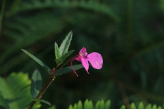 Impatiens chinensis