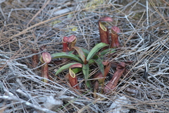 Nepenthes smilesii