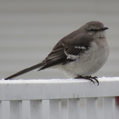 Mimus polyglottos polyglottos