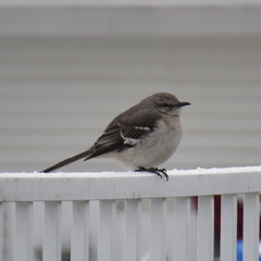 Mimus polyglottos polyglottos