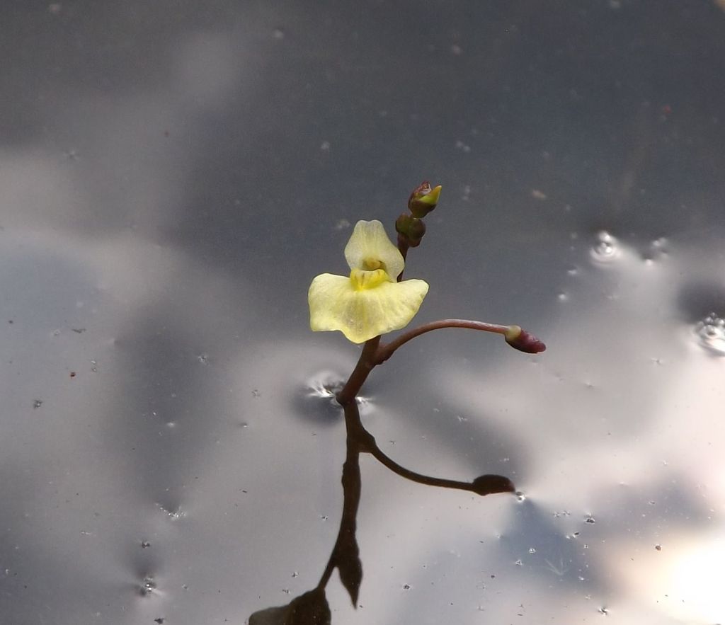 Utricularia multispinosa (Miki) Miki