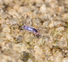 Lepidocyrtus cyaneus