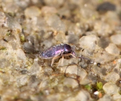 Lepidocyrtus cyaneus