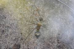Insecta
