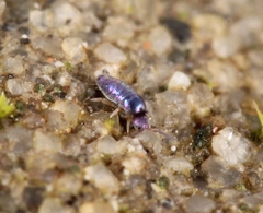 Lepidocyrtus cyaneus