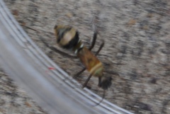 Insecta