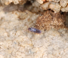 Lepidocyrtus cyaneus
