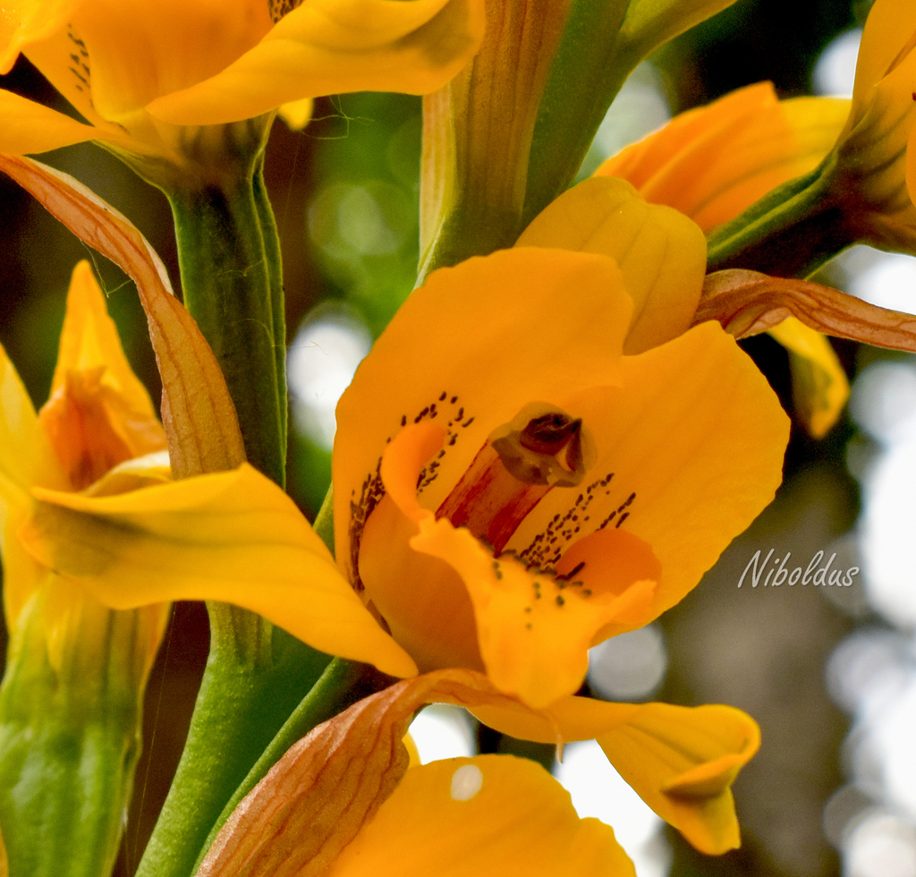 Chloraea gavilu