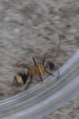 Insecta