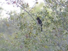 Pipilo erythrophthalmus alleni