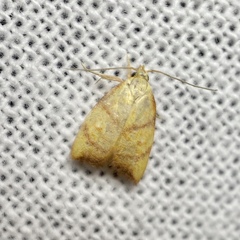 Pycnozancla acribes