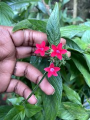 Pentas