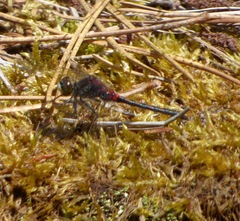 Leucorrhinia glacialis