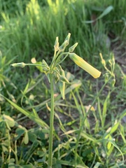 Oxalis pes-caprae