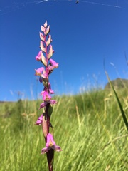 Disperis tysonii
