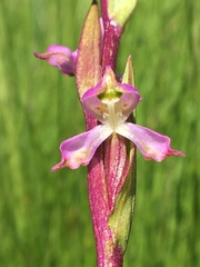 Disperis tysonii