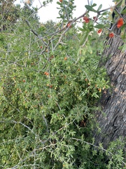 Lycium ferocissimum