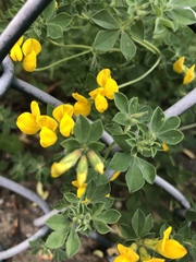 Lotus longisiliquosus