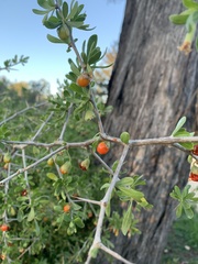 Lycium ferocissimum