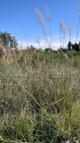 Sorghastrum setosum, 2021-02-16