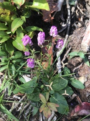 Polygala curtissii