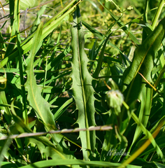 Hypochaeris scorzonerae