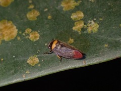 Eoscarta roseinervis
