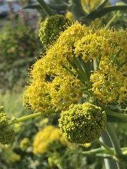 Ferula tingitana