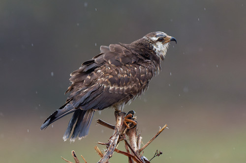 Snail Kite