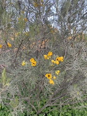 Senna artemisioides