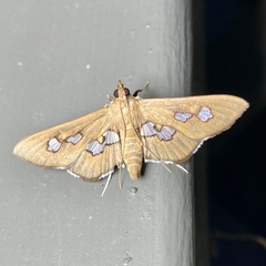 Omiodes odontosticta