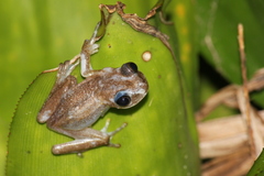 Afrixalus fornasini
