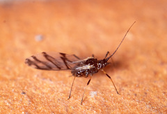 Aphididae