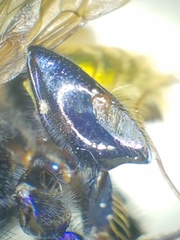 Euglossa intersecta