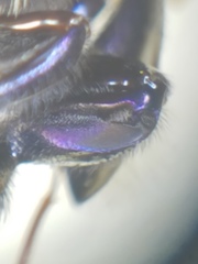 Euglossa intersecta